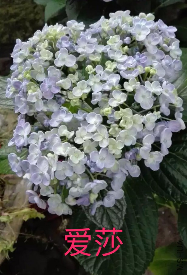IMG_0902.PNG