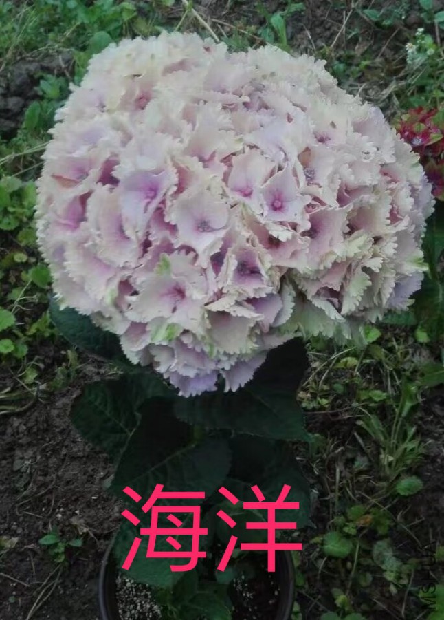 IMG_0748.PNG