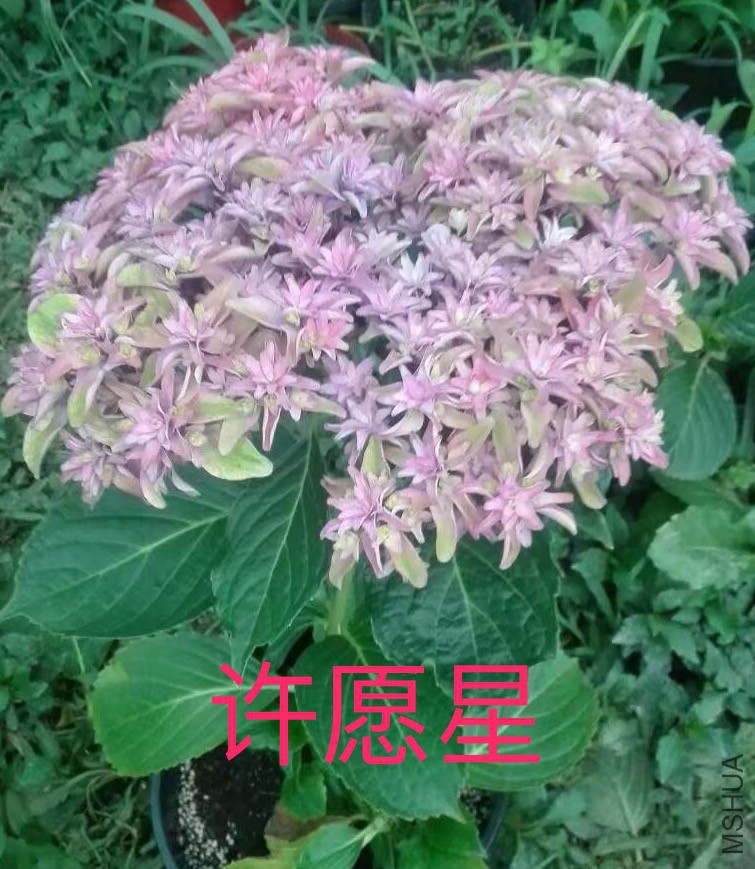 IMG_0746.PNG
