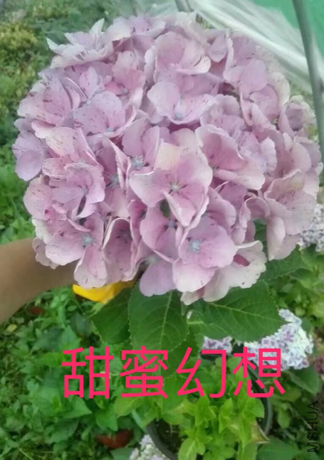 IMG_0744.PNG