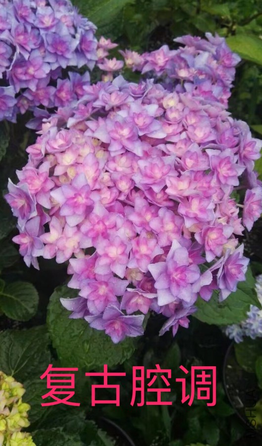 IMG_0699.PNG