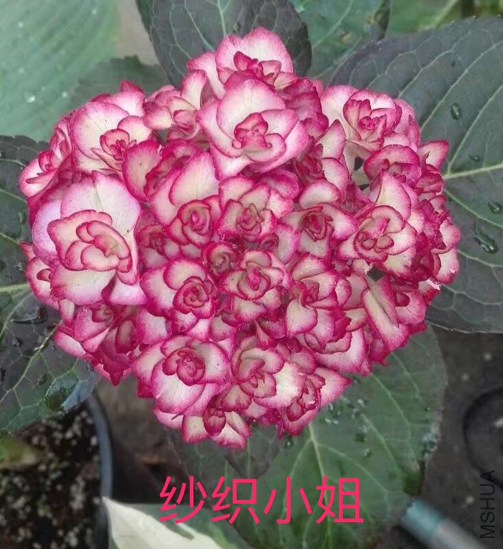 IMG_0674.PNG