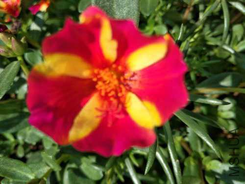IMG_20170726_092011.jpg