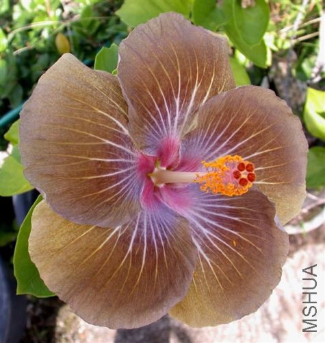 Moorea Copper Star.jpg