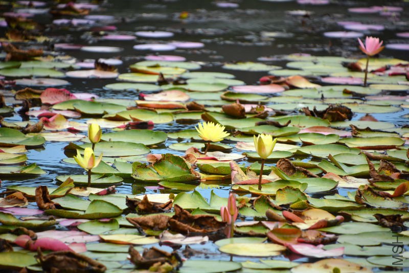 DSC_07540240.JPG