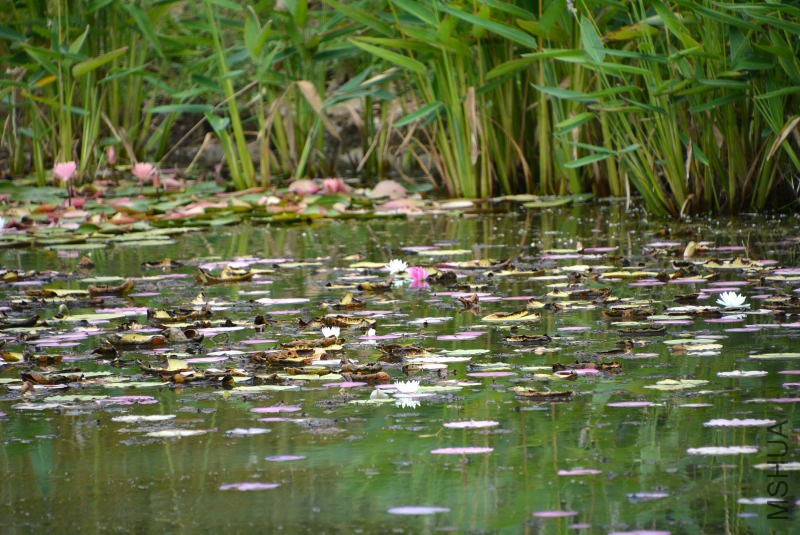 DSC_07140200.JPG