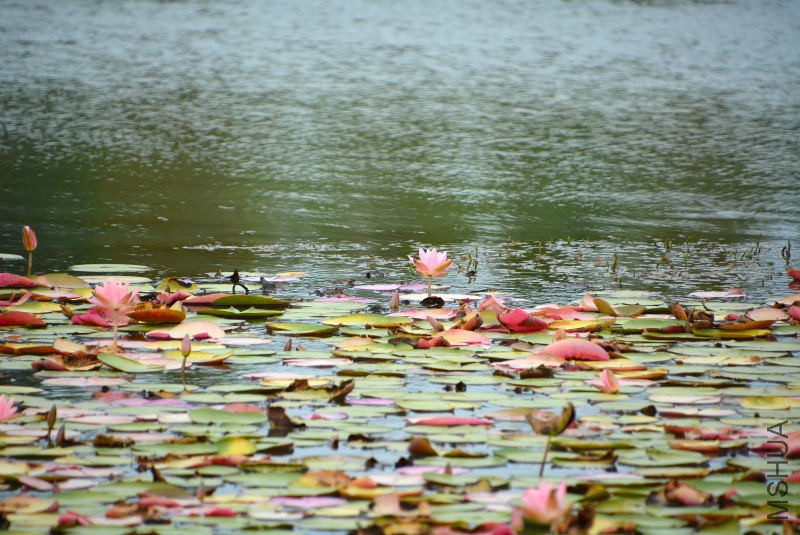 DSC_07050191.JPG