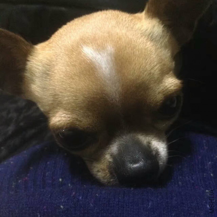 webwxgetmsgimg (2).jpg