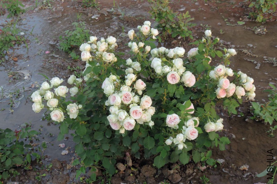 110004jowol82coclrlh73.jpg