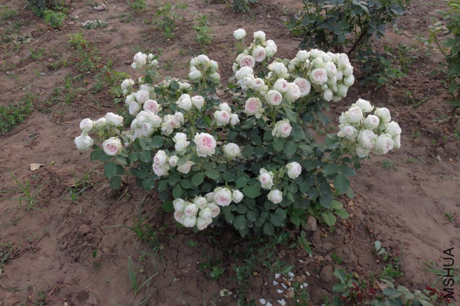 110030nrizrmgom1o6zooe.jpg