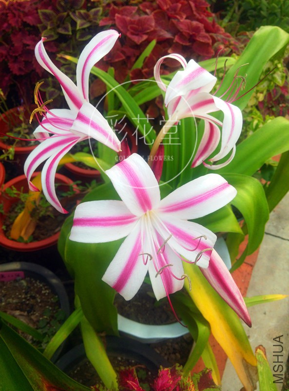 Crinum 'Stars and Stripes' .jpg