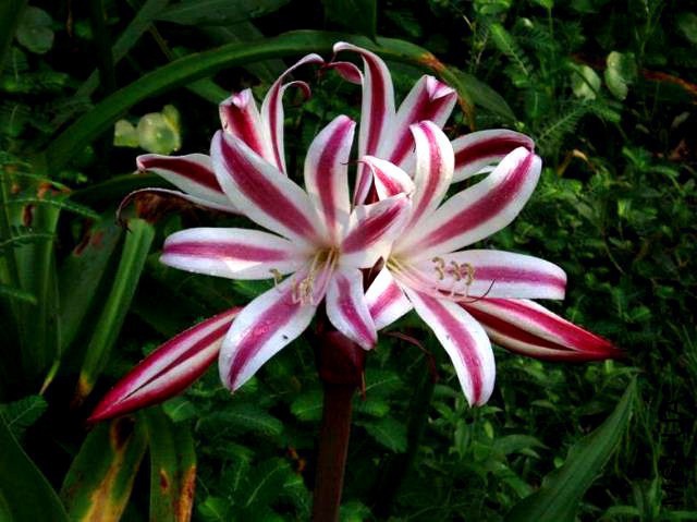 Crinum zeylanicum.jpg