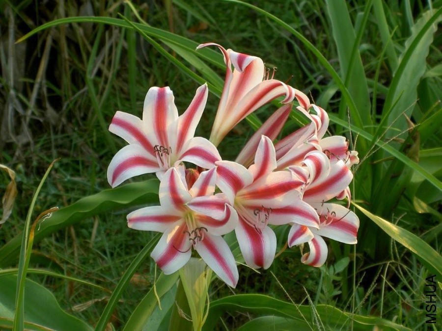 Crinum Scabrum.jpg