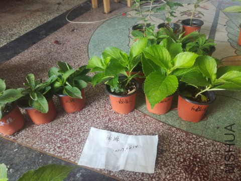 ���������_IMG_20170814_123144.jpg