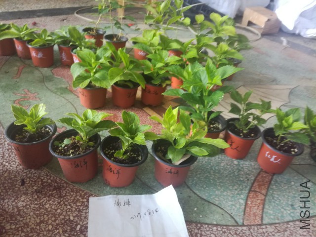 ���������_IMG_20170814_123243.jpg