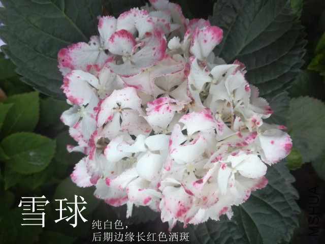 ѩ�� (3).jpg