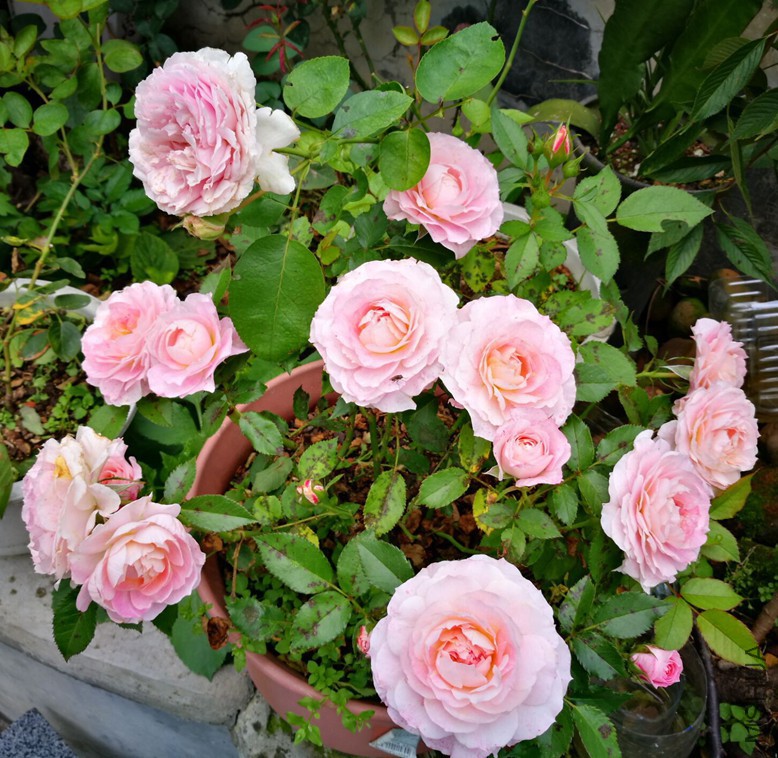20170814163232.jpg