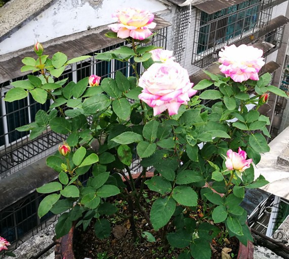 20170814163326.jpg