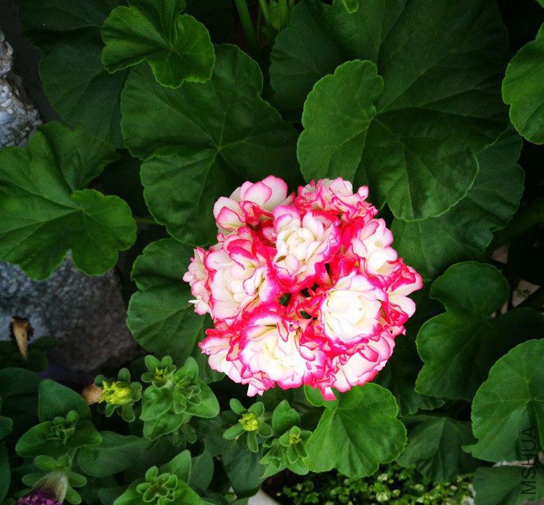 20170815090646.jpg