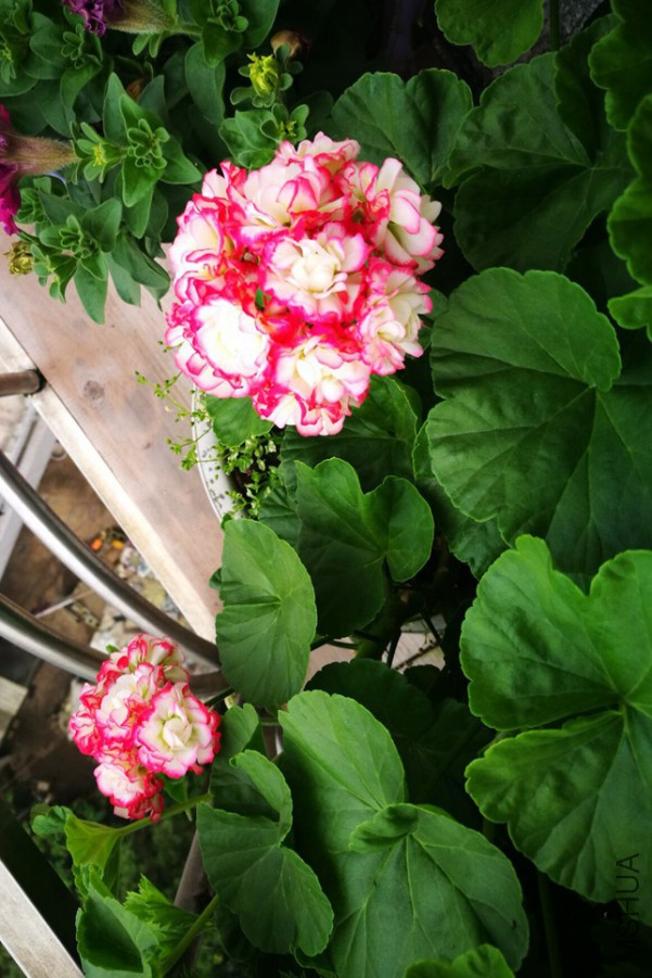 20170815090720.jpg