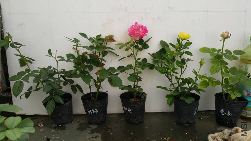 20170815_101951.jpg