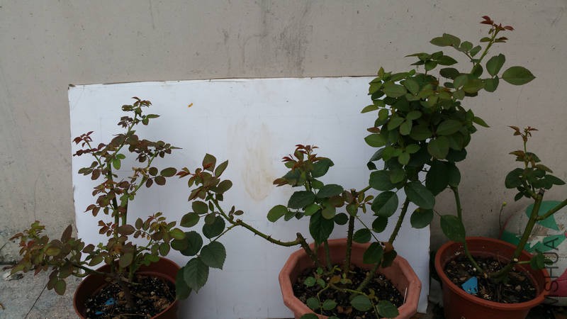 20170815_112108.jpg