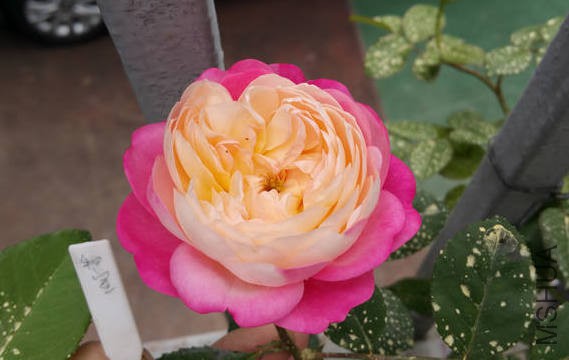 20170516_095455.jpg