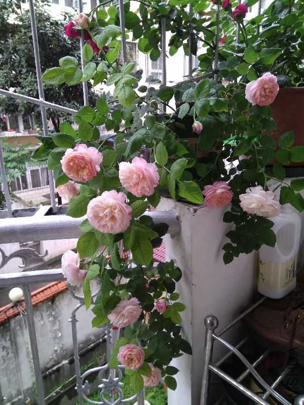 IMG_20170420_093818.jpg