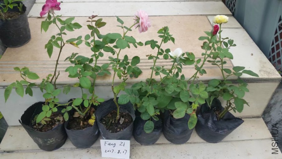��1������裬2.3����4����Ī�ޣ�5�ֿϣ�6��Ц�ĸ�³����.jpg