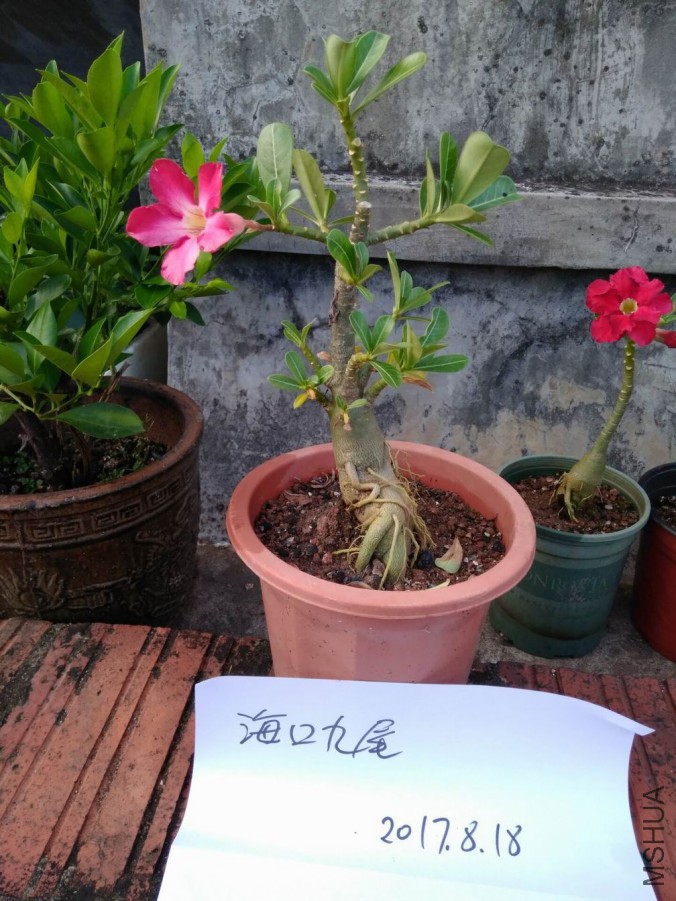 ������С QQͼƬ20170818120735.jpg