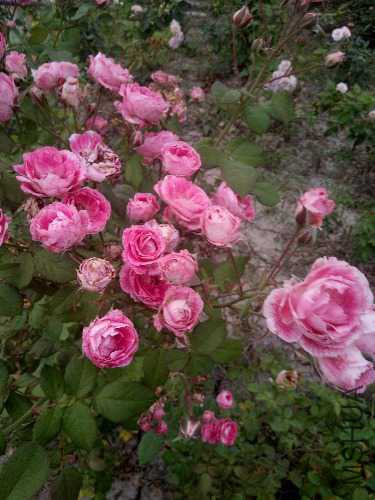 IMG20170714181750.jpg