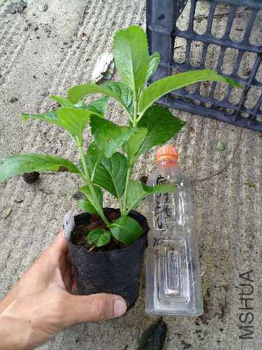 IMG_20170819_072503.jpg