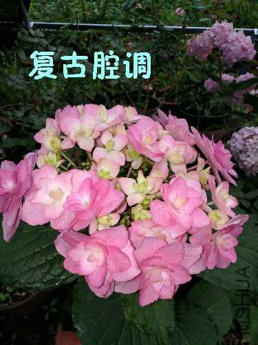 IMG_20170809_213848.jpg