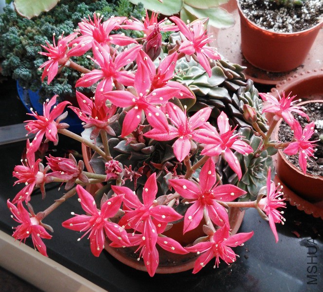 Tacitus bellum ������ 4.jpg