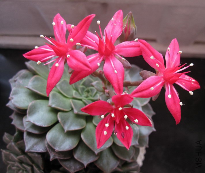 Tacitus bellum ������ 3A.JPG