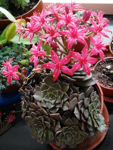 Tacitus bellum ������ 4A.jpg