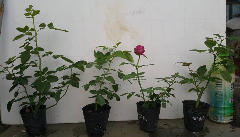 20170822_075957.jpg