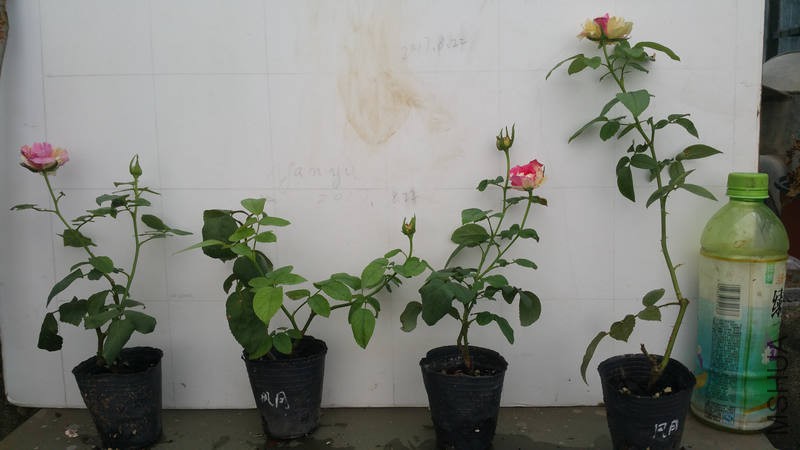 20170822_074342.jpg