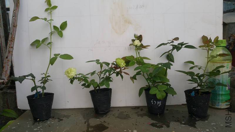 20170822_075434.jpg