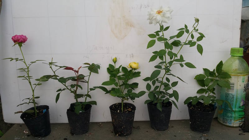 20170822_085920.jpg
