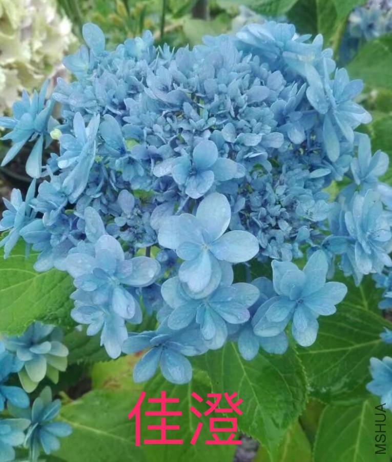 IMG_1003.PNG