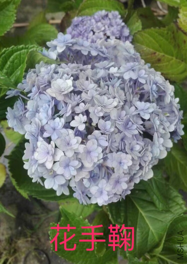 IMG_0765.PNG