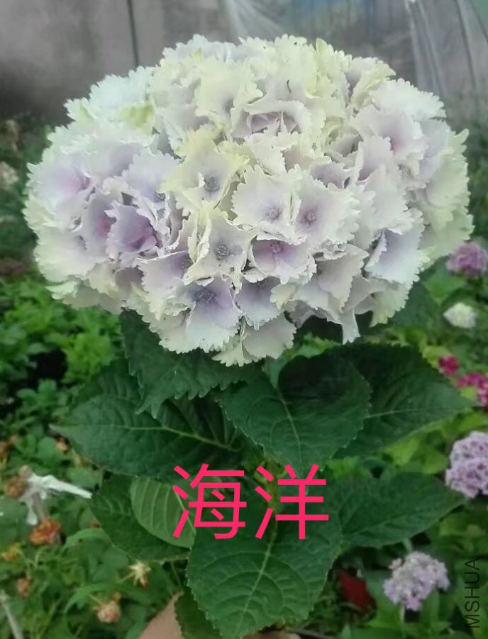 IMG_0745.PNG