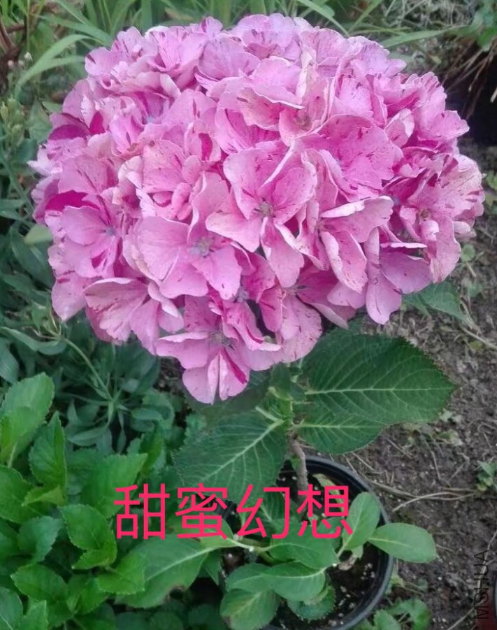 IMG_0747.PNG