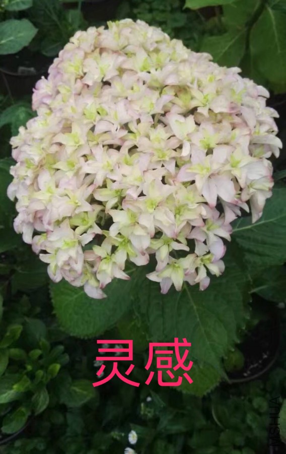 IMG_0694.PNG