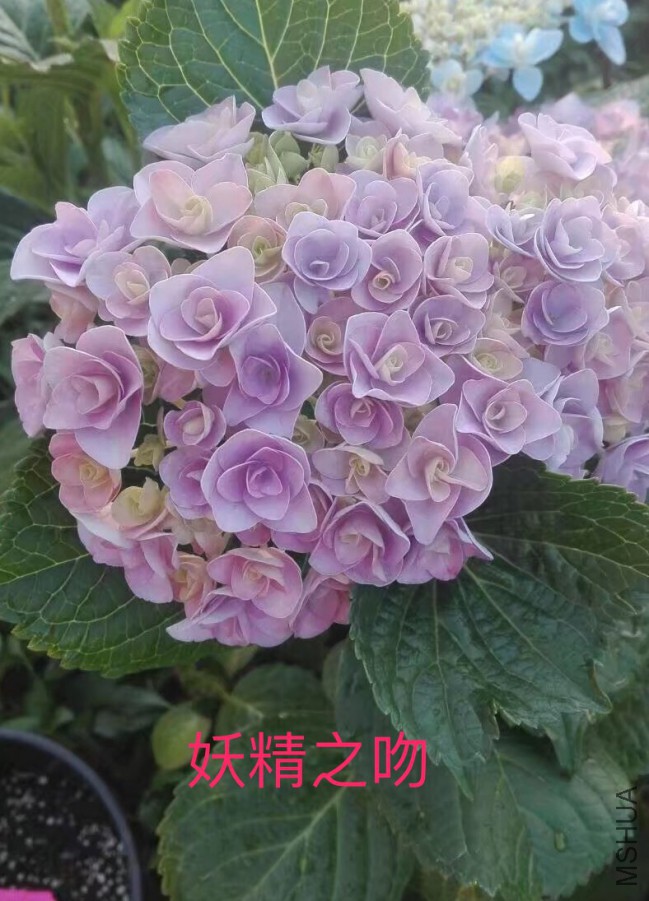 IMG_0681.PNG