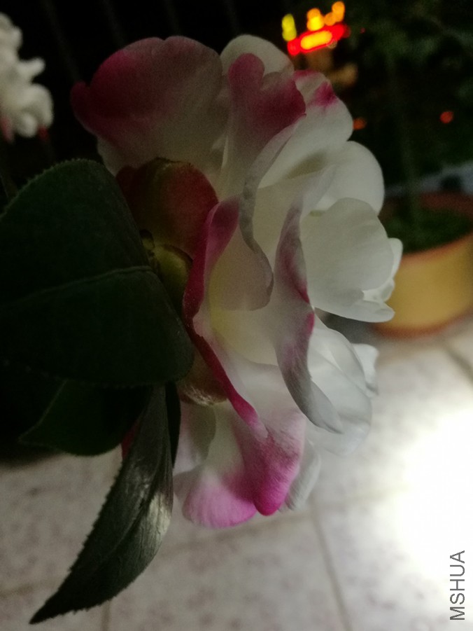 IMG_20170329_204802.jpg