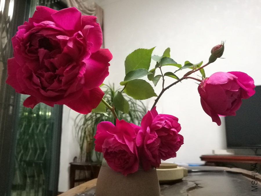 IMG_20170214_221910.jpg