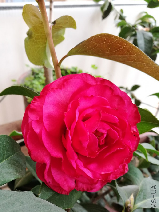 IMG_20170325_120120.jpg