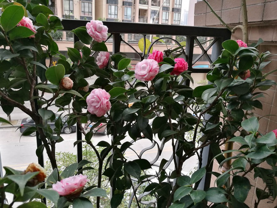IMG_20170325_120732.jpg